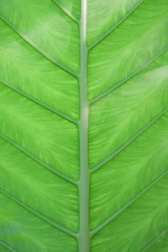 Close up green leaf pattern Stock Photos