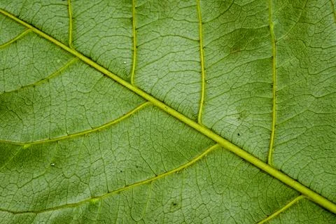 Close-up of green leaf pattern Stock Photos