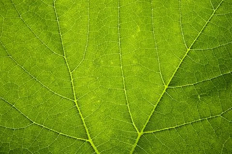 Close-up green leaf Foto stock