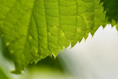 Close Up of a Green Leaf Stock Photos