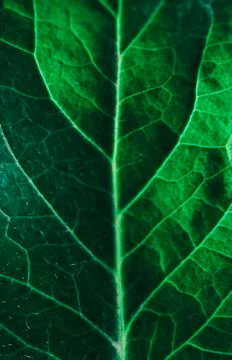 Close-up Green Leaf Stock Photos