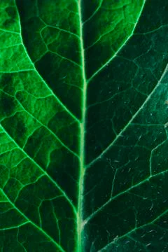 Close-up Green Leaf Stock Photos