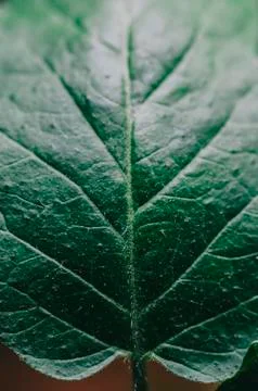 Close-up Green Leaf Stock Photos