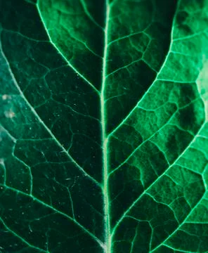 Close-up Green Leaf Stock Photos