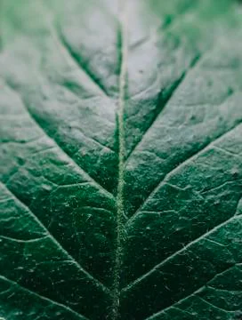 Close-up Green Leaf Stock Photos