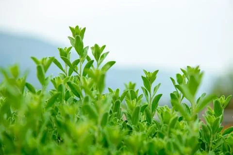 Close up of green leaf Stock Photos