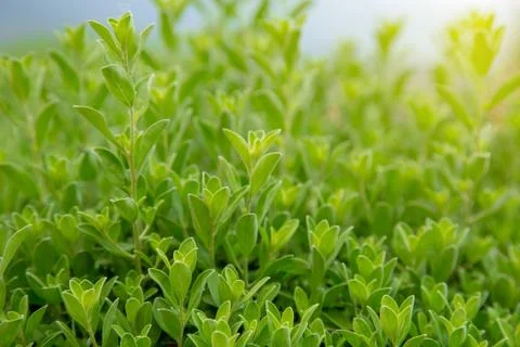 Close up of green leaf Stock Photos