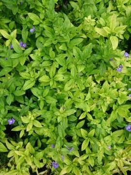 Close up of green leaf Stock Photos
