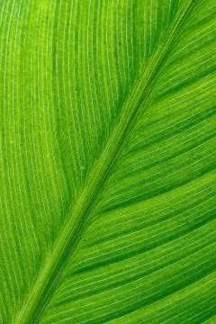 Close up of green leaf Stock Photos