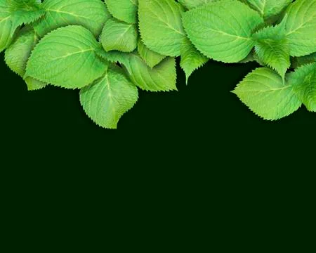 A close up of a green leaf Stock Photos
