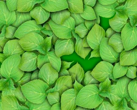 A close up of a green leaf Stock Photos