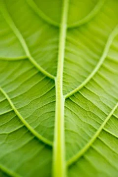 Close up of green leaf Stock Photos
