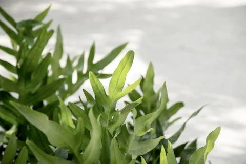 Close up of green leaf Foto stock