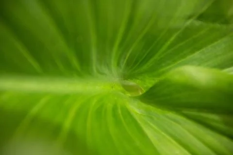 A close up of a green leaf Stock Photos
