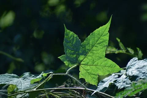 Close up Green leaf Stock Photos