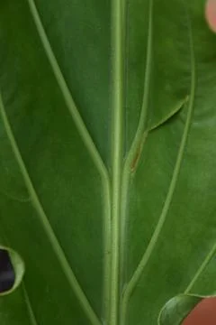 Close up of of green leaf Stock Photos