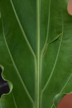Close up of of green leaf Stock Photos