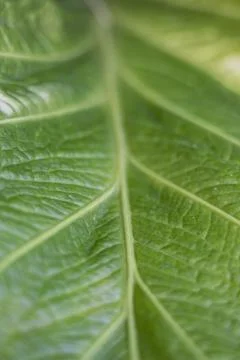 Close Up Of Green Leaf Stock Photos