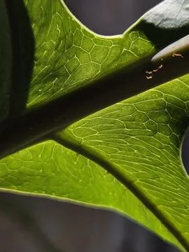 Close-up of a green leaf Stock Photos