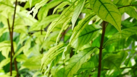 Close up green leaf of plant in nature Stock Footage 79243095
