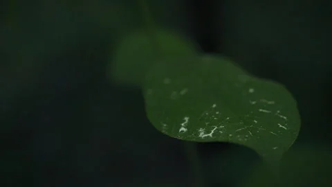Close-up of a green leaf of a plant swaying outdoors. Green background from Stock Footage 275092237