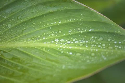 Close up for green leaf with rain drops Stock Photos