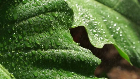 Close up of green leaf with rain Stock Footage 100978963
