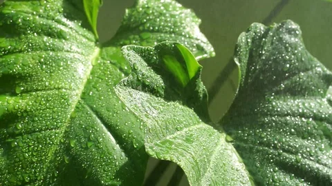 Close up of green leaf with rain Stock Footage 100979021