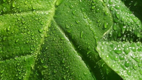 Close up of green leaf with rain Stock Footage 100979024
