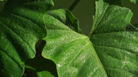 Close up of green leaf with rain Stock Footage 100979025