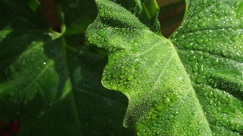 Close up of green leaf with rain Stock Footage 100979026