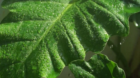 Close up of green leaf with rain Stock Footage 100979057
