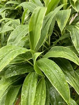 Close up green leaf with raindrop Stock Photos