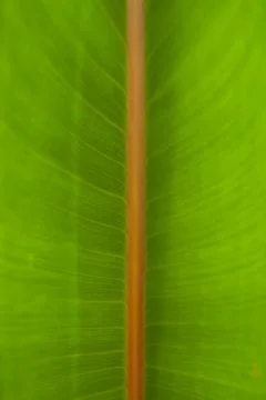 Close-Up of Green Leaf with Reddish Central Vein Stock Photos