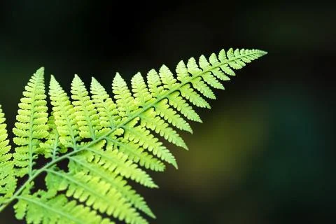 Close up of green leaf with shallow depth of field in dark background Stock Photos