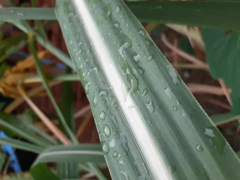 A close up of a green leaf of sugar Stock Photos