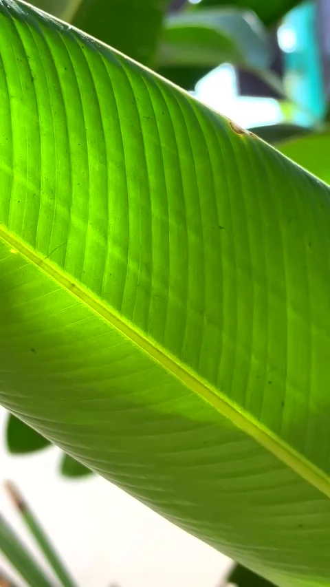 Close up of green leaf with sunlight Stock Footage 247389415