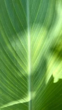 Close up of green leaf in sunshine Stock Photos