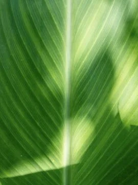 Close up of green leaf in sunshine Stock Photos