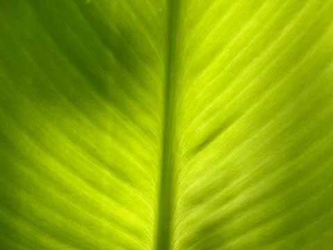 Close up of green leaf in sunshine Stock Photos