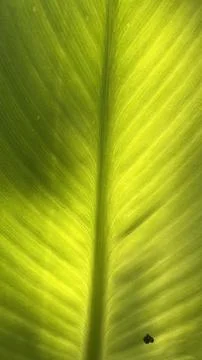 Close up of green leaf in sunshine Stock Photos