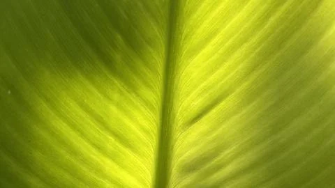 Close up of green leaf in sunshine Stock Photos