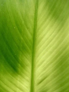 Close up of green leaf in sunshine Stock Photos