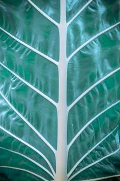 Close up green leaf texture, abstract background, vignette. Stock Photos