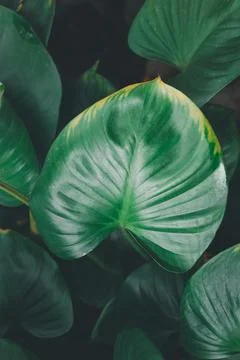 Close up green leaf texture, abstract background, vignette. Stock Photos