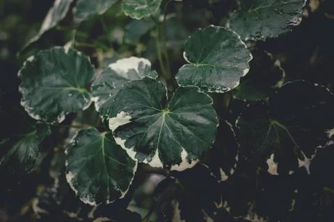 Close up green leaf texture, abstract background, vignette. Stock Photos