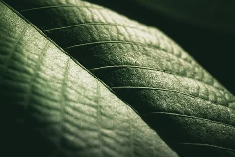 Close up green leaf texture and background. Stock Photos