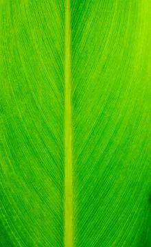 Close up of green leaf texture background Stock Photos