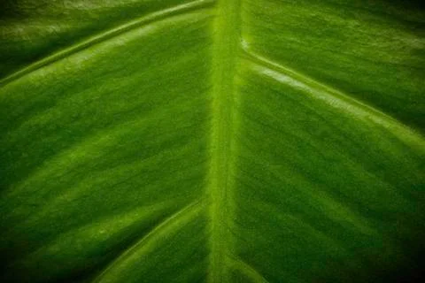 Close up of green leaf texture for background. Stock Photos