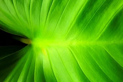 Close up, Green Leaf Texture Background in Horizontal Style. Stock Photos